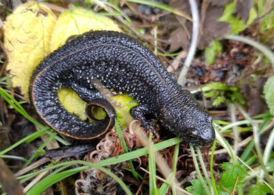 Great Crested Newt Mitigation Scheme