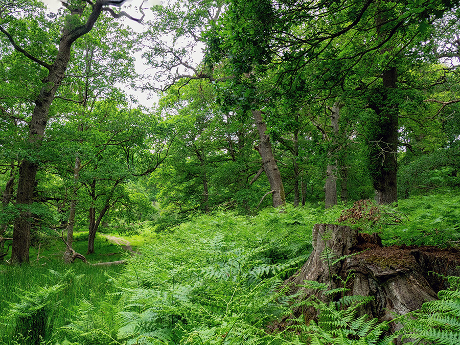 Gregynog Woodland