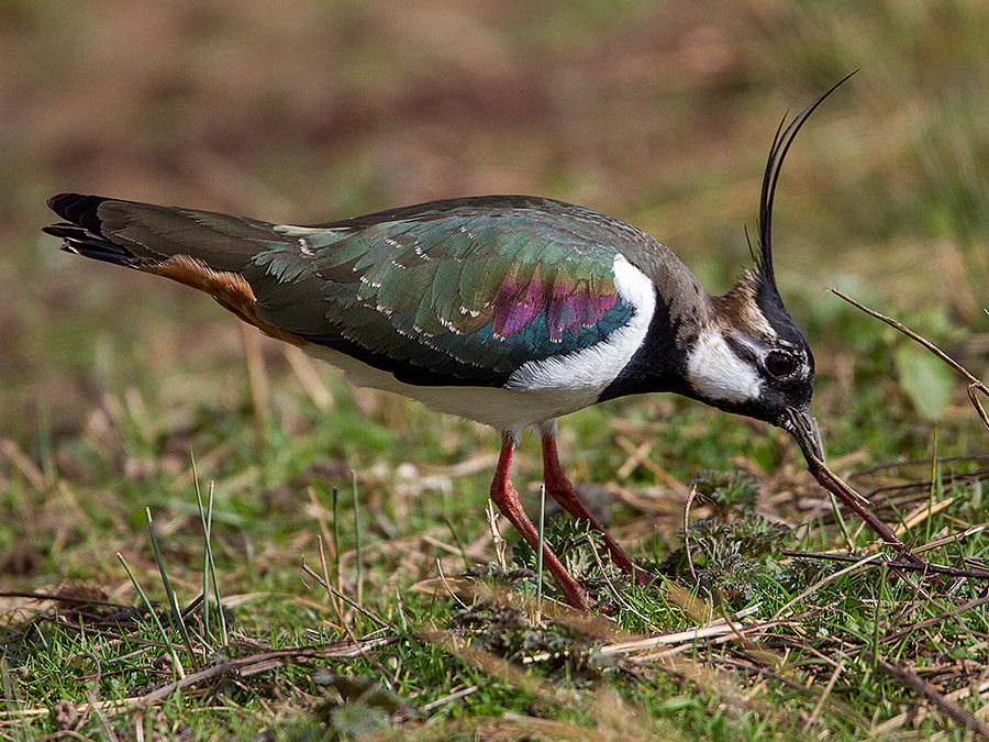 Lapwing