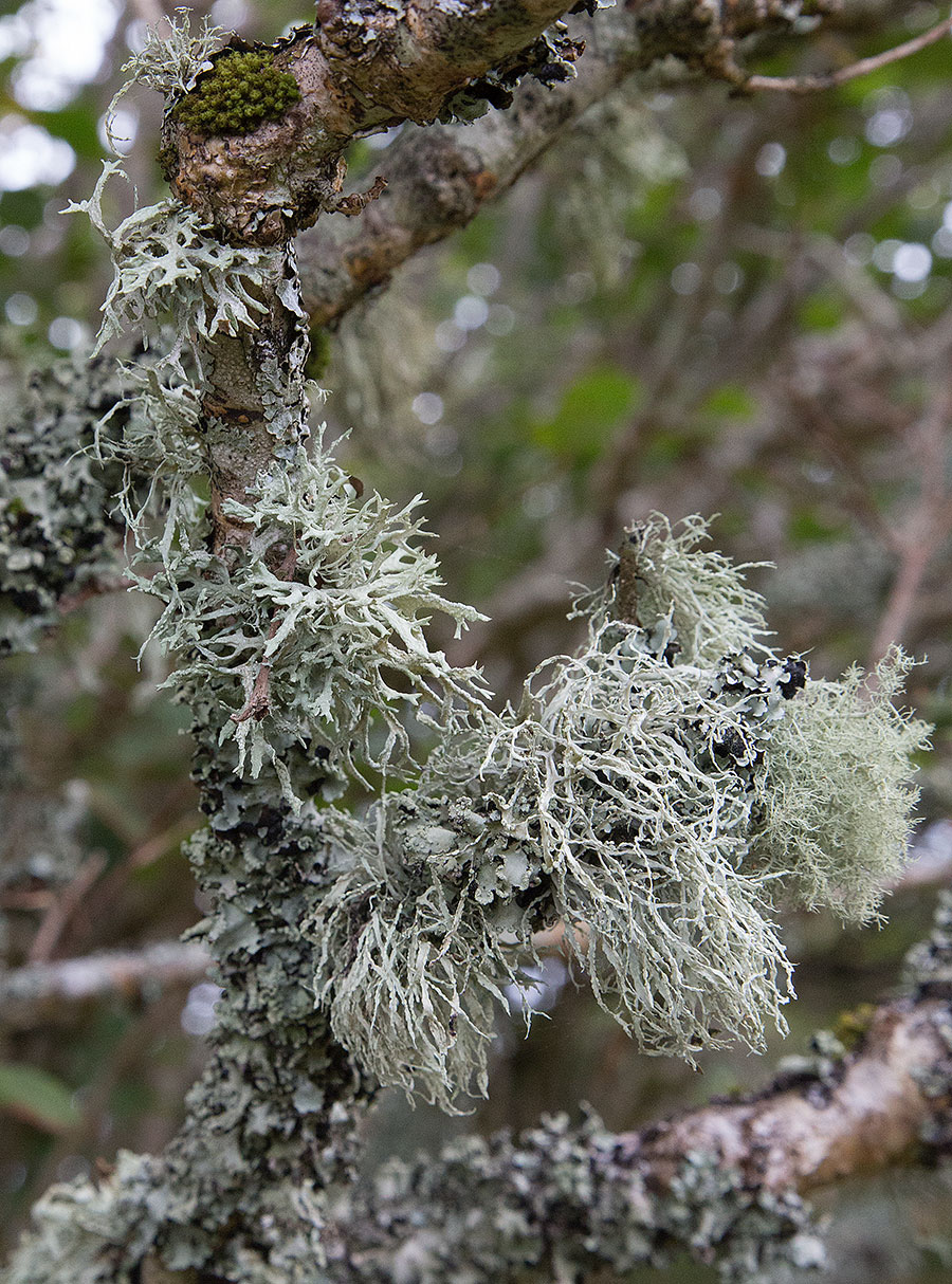 Lichen on branch