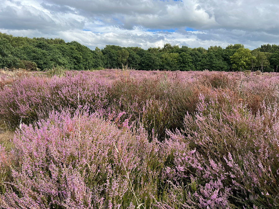 Heather in bloom at Prees Heath 