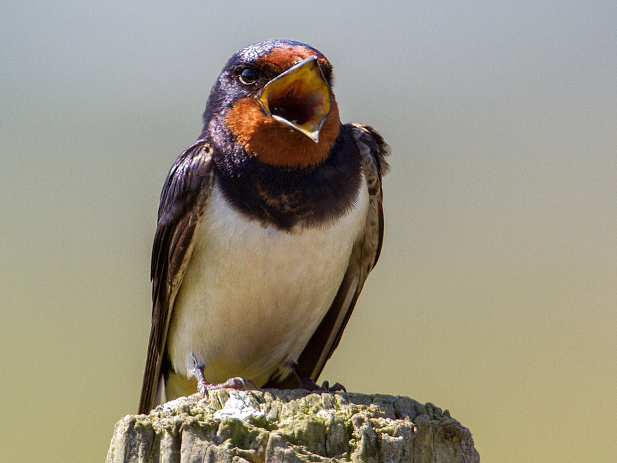 Swallow