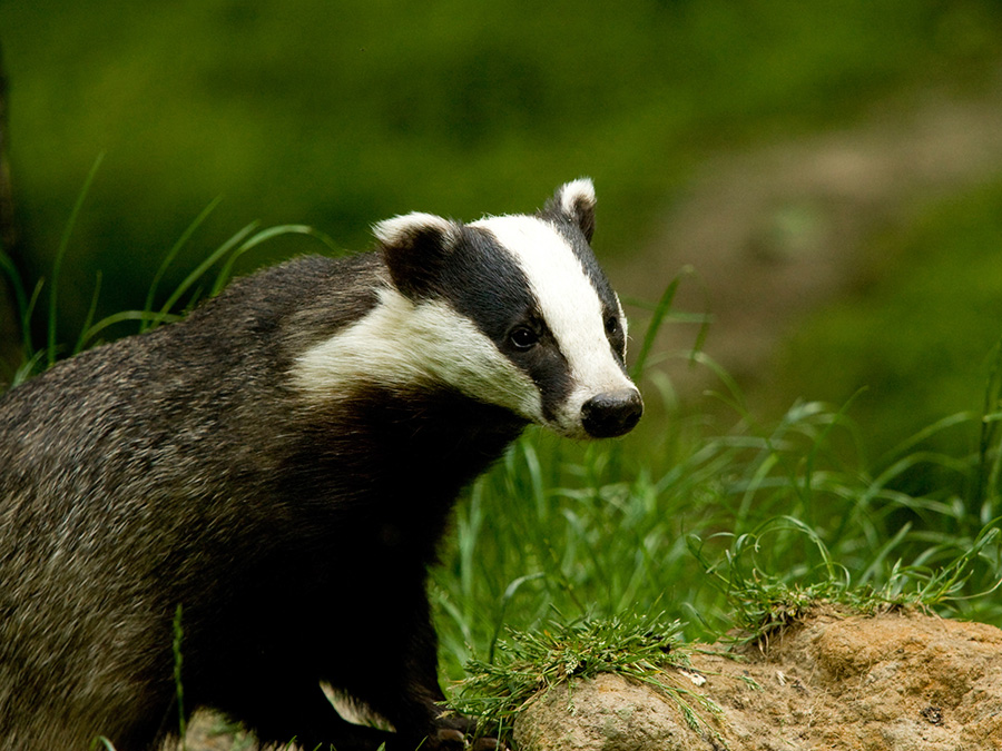 Badger