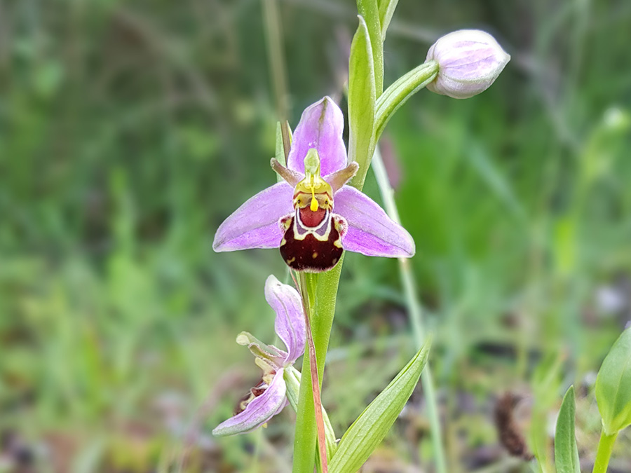 Bee Orchid in flower