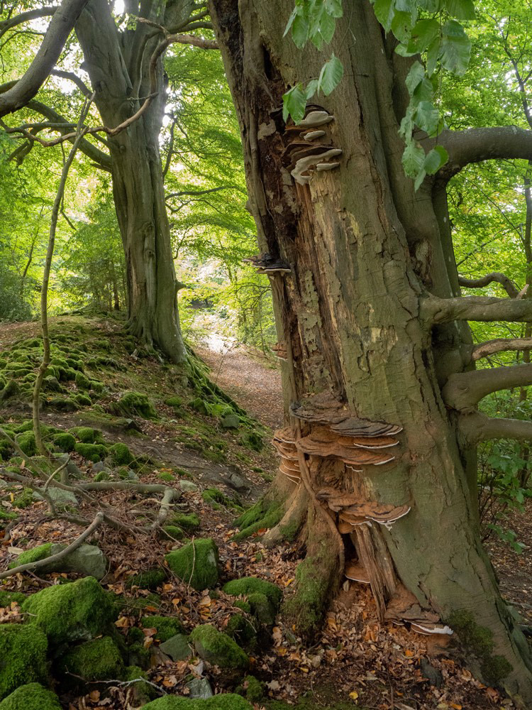 Beech with Fungi