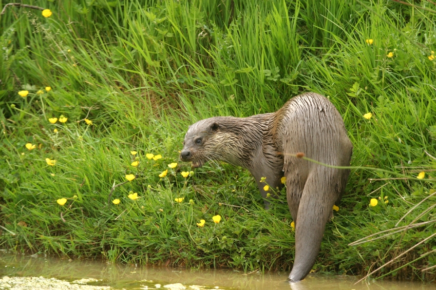 Otter on river bank