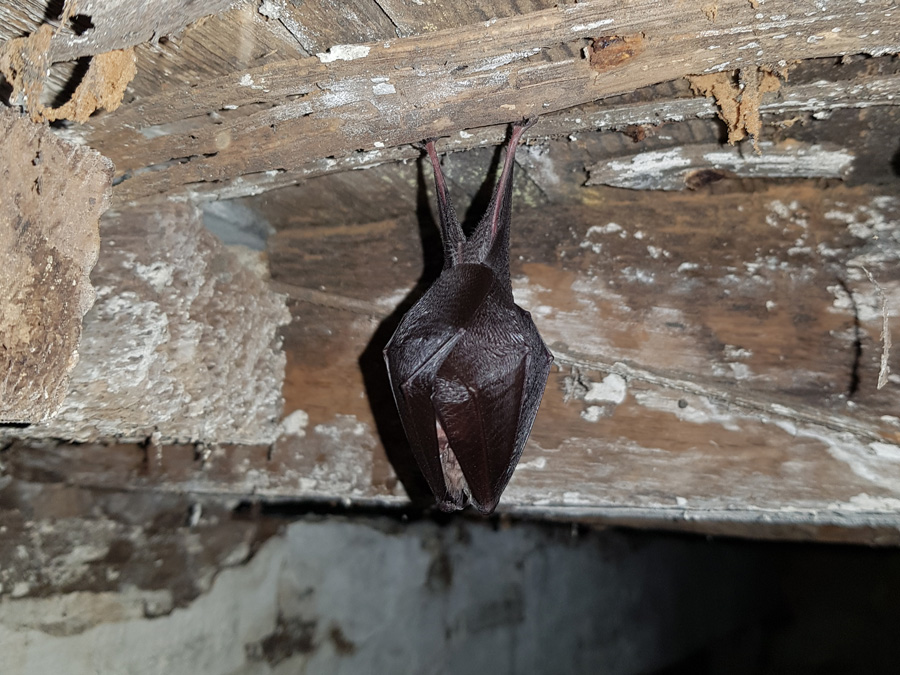 Lesser Horseshoe Bat