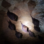 lesser horseshoe bats