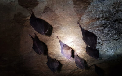 Bat Mitigation Licence