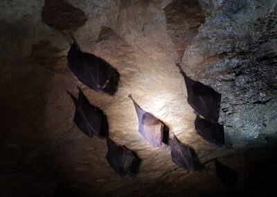 Bat Mitigation Licence