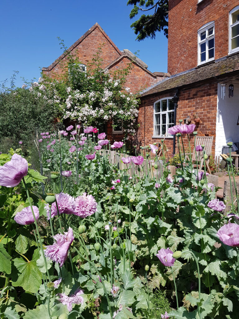 Poppies at Lower Betton