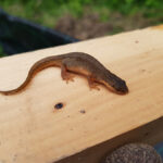 Captured Smooth Newt